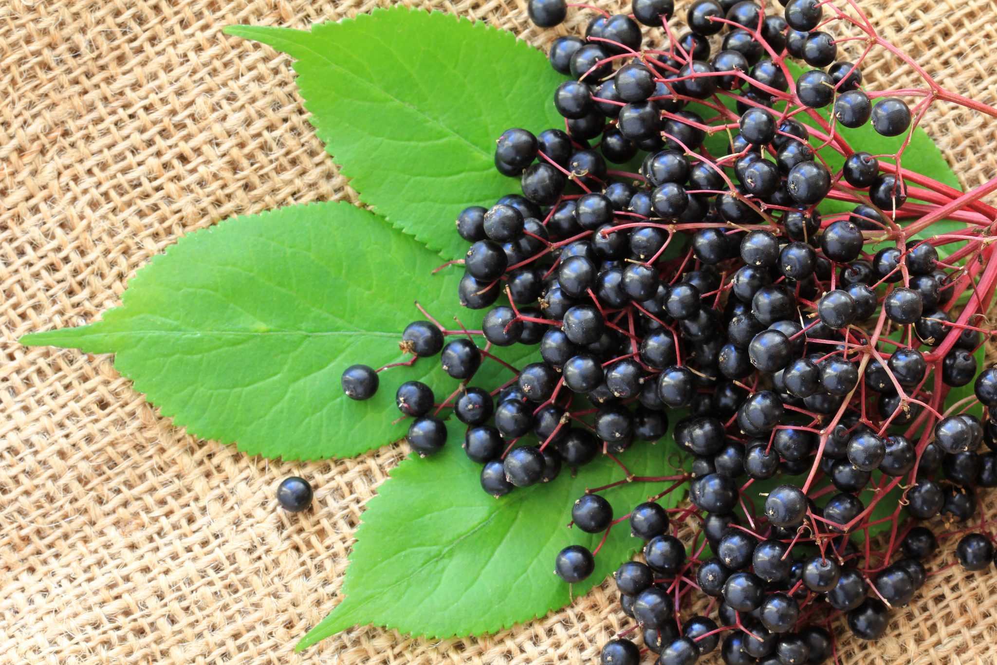 Elderberry benefits - Dr. Pingel