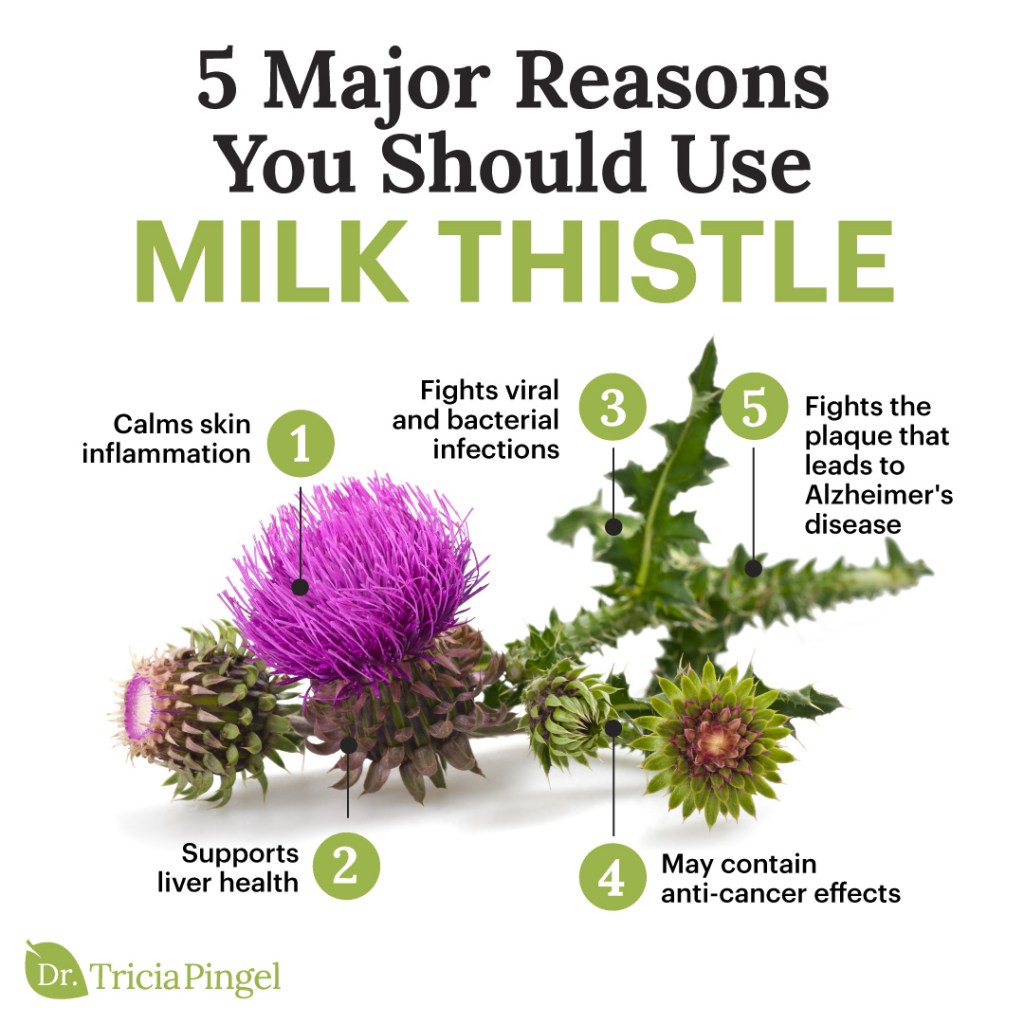 Milk thistle health benefits - Dr. Pingel