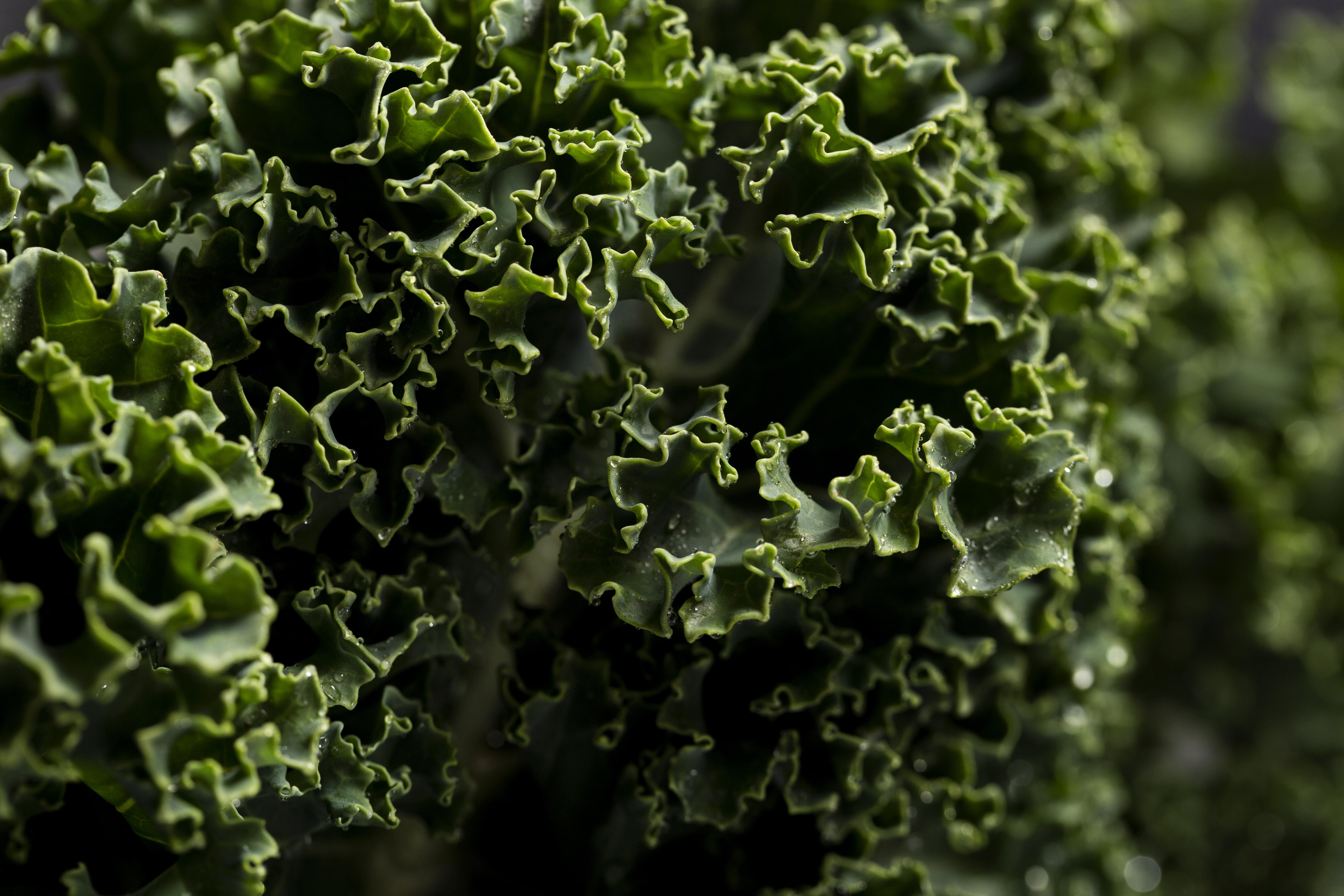 Benefits of eating kale - Dr. Pingel